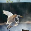 QI GONG / Le vol de la grue